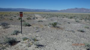 Wildflowers east of Death Valley Junction