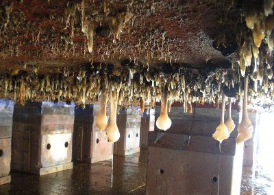 extensive biofouling community on the bottom of a ship hull