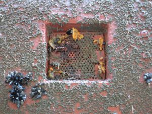 ship intake screen with nonindigenous species