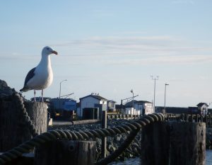 A seagull perched on Citizens Dock, Crescent City.