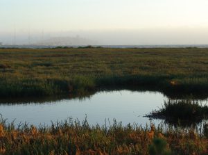 The Emeryville mudflats with San Francisco in the distance.
