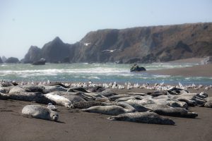 Harbor Seals in Bodega Bay