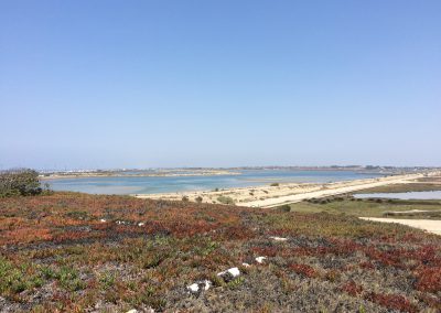 View of the wetlands from the parking lot at Bolsa Chica.