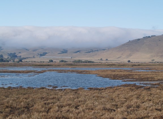 Suisun marsh with a mountain in the background and fog rolling in.