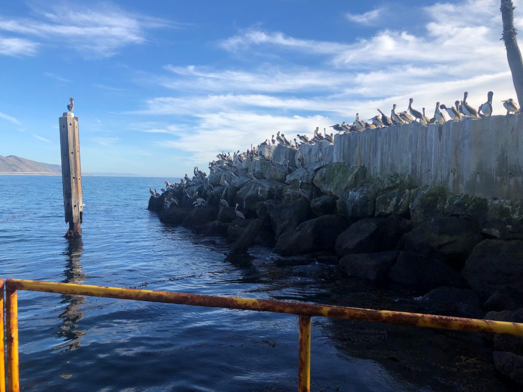 Pelicans gathered at Rincon Island, Ventura County. 
