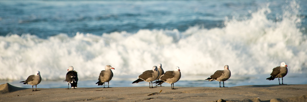 Seagulls stand watch on the shore at Mission Beach in San Diego, Calif. on January 9, 2013.