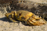 crab on seafloor